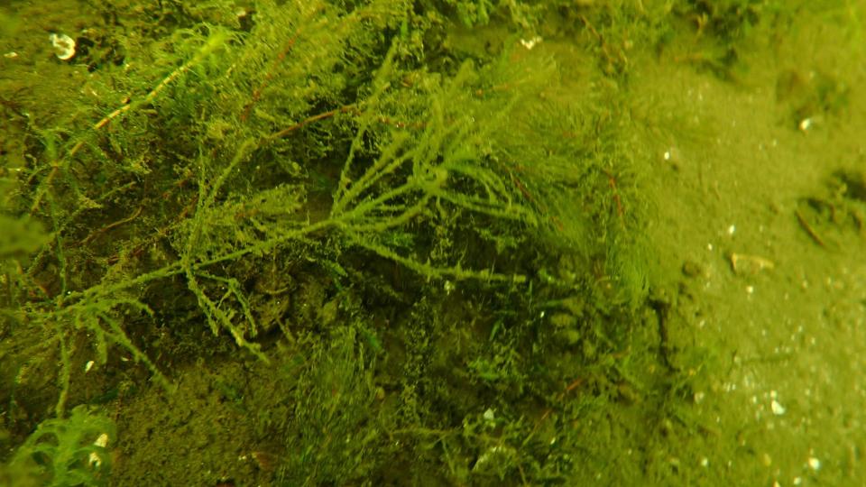 Endlich wieder da Armleuchteralgen im Müggelsee IGB